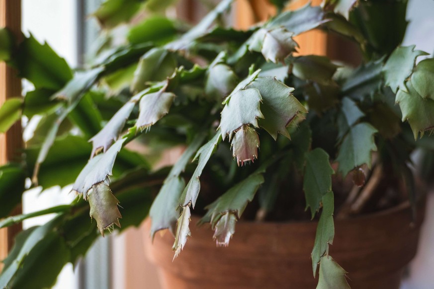 Schlumbergera truncata