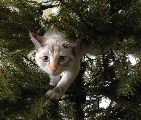 cute news tier katze

https://www.reddit.com/r/ChristmasCats/comments/1qfunb8/the_christmas_tree_has_helped_clara_realize_her/