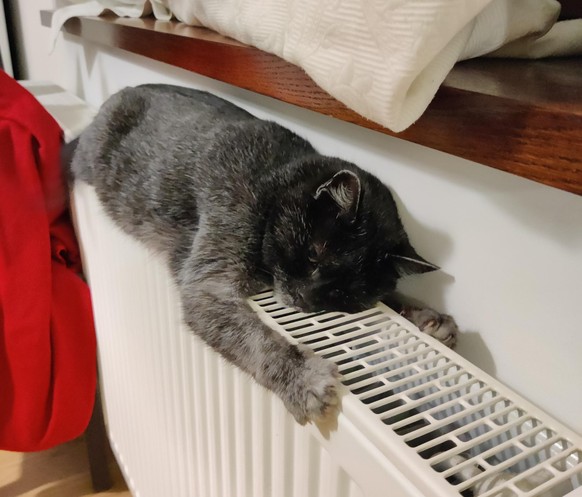 cute news tier katze schläft auf einer heizung

https://www.reddit.com/r/cats/comments/z805a4/heating_season/