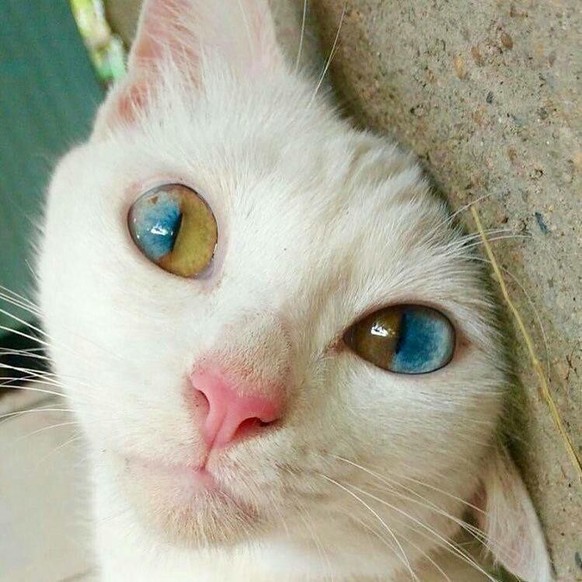 cute news tier katze

https://www.reddit.com/r/Awww/comments/1d1pj2e/this_cats_eyes/
