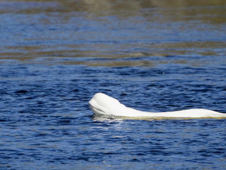 Le béluga a été repéré à Hokksund, une cinquantaine de kilomètres au sud d'Oslo. Le cétacé vit habituellement beaucoup plus au nord. Le mois dernier, un autre mammifère du genre, une baleine à bo ...
