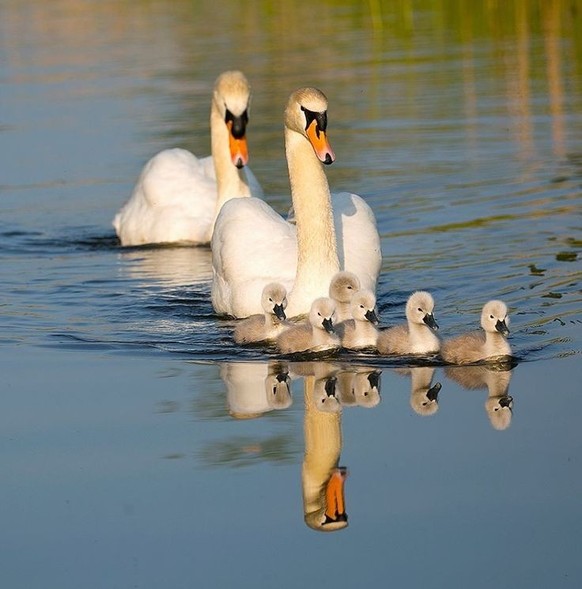 cute news tier schwan

https://ch.pinterest.com/pin/1121888957180655944/
