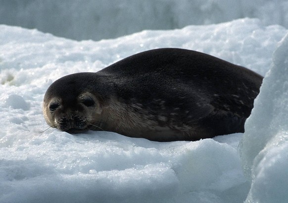 Bildnummer: 55991972 Datum: 06.06.2003 Copyright: imago/blickwinkel
krabbenfresser-robbe (lobodon carcinophagus), auf eisscholle, antarktis, nov 98. crabeater seal (lobodon carcinophagus), nov 98. blw ...