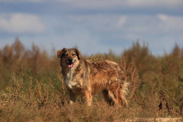 Romania, Bacau | 2014 09 22 | A VIER PFOTEN team is visiting the public dog pound of Bacau (north-eastern Romania) in order to support the city hall efforts to promote the adoptions of the strays. Mor ...