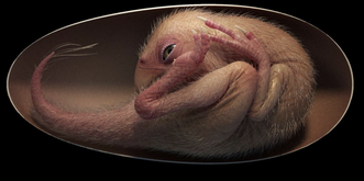 Cet embryon de dinosaure tout juste découvert est un peu flippant, non?