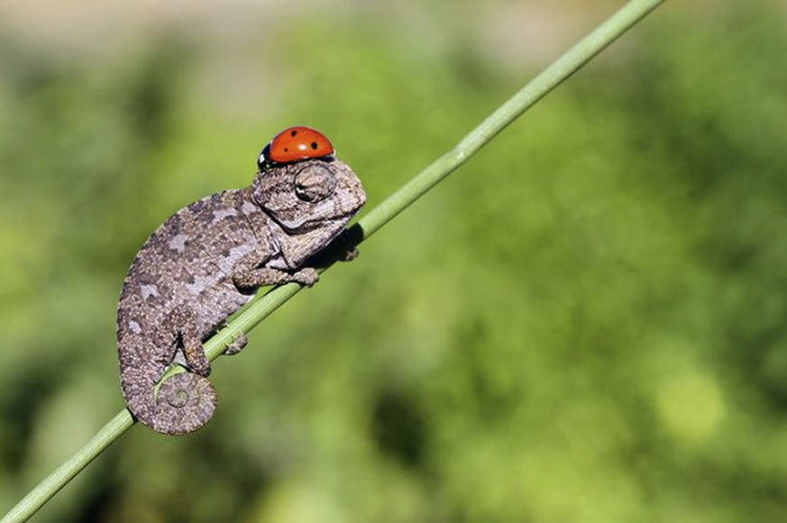 Cute News: Lustige Tierbilder mit Marienkäfer