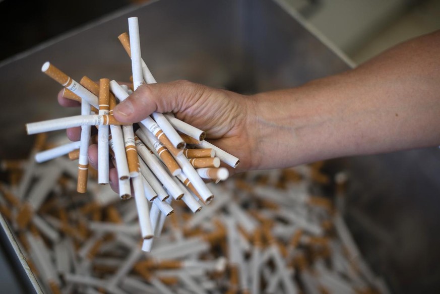 Employe explicant le procede de fabrication pendant la conference de presse de presentation du jubile des 200ans de l&#039;entreprise de tabac, fabriquant les cigarettes Parisienne, Burrus British Ame ...