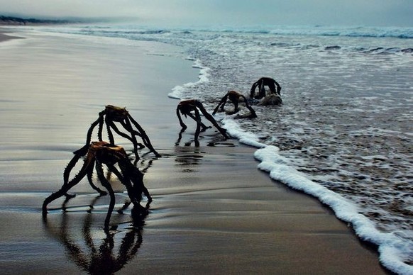 algues mortes sur une plage d'Afrique du sud
