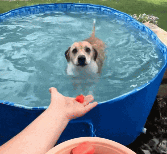 GIF animé