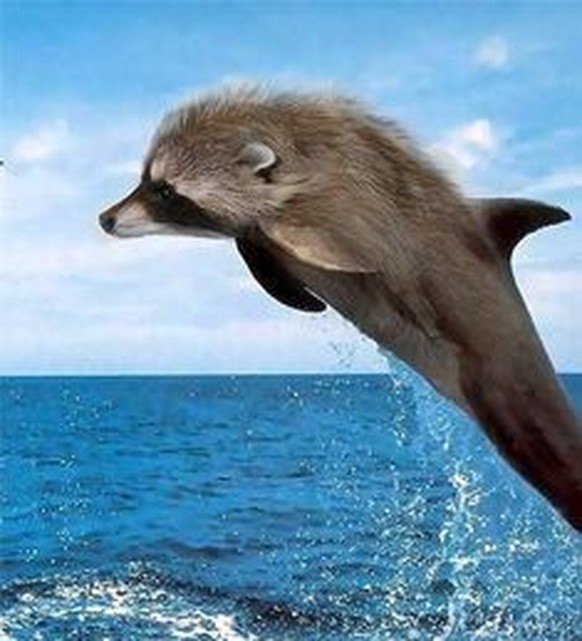 cute news delfin raccoon photoshop

https://ch.pinterest.com/pin/1121888957171364073/