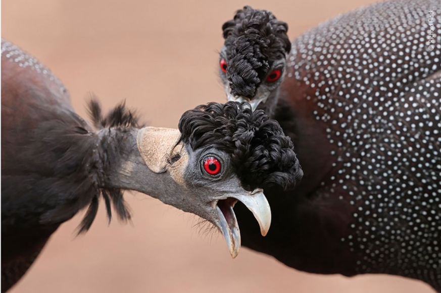 Wildlife Photographer of the Year People’s Choice Award, Kräuselhauben-Perlhuhn