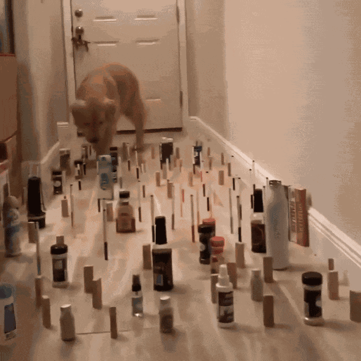 GIF animé