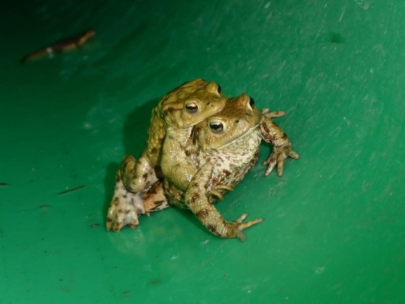 Häufig lassen sich &amp;quot;Doppeldecker&amp;quot; ausmachen. Das Männchen sichert sich dabei sein Weibchen bereits auf der Wanderung – und lässt sich von diesem huckepack tragen.