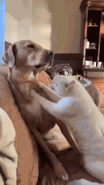 GIF animé
