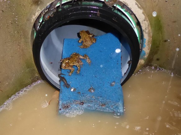 Einstieg in den Amphibientunnel an der Zugstelle in Bad-Schauenburg. Erdkröten, Grasfrösche und ein Salamander haben sich versammelt.