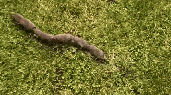GIF animé