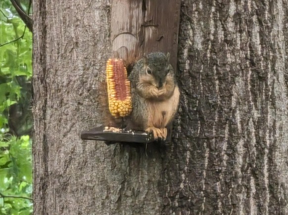 cute news tier eichhörnchen

https://www.reddit.com/r/squirrels/comments/1crvey5/a_soggy_breakfast/