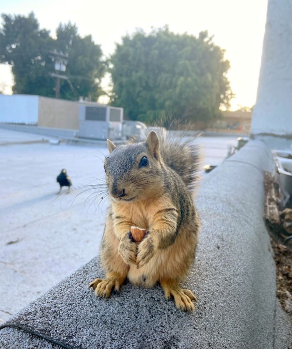 Cute News: Eichhörnchen mit Nuss
