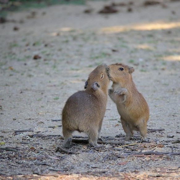 cute news tier capybara

https://www.instagram.com/p/C2eL78aSpya/?img_index=0