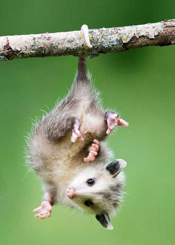 cute news tier possum

https://ch.pinterest.com/pin/1121888957174753101/