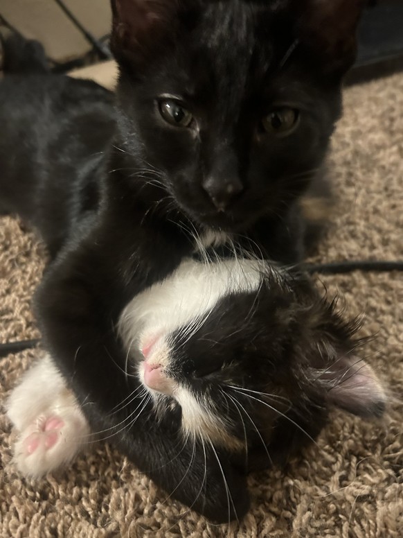 cute news tier katzen

https://imgur.com/gallery/we-love-you-you-re-doing-great-VHNwxtG#/t/aww
