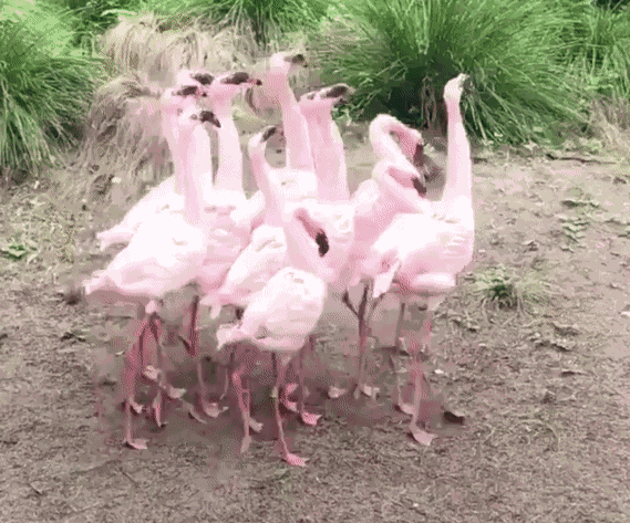 GIF animé