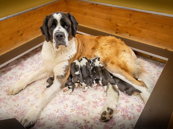 a Fondation Barry accueille onze chiots Saint-Bernard, visibles dès décembre ou déjà via webcam en octobre 2025.