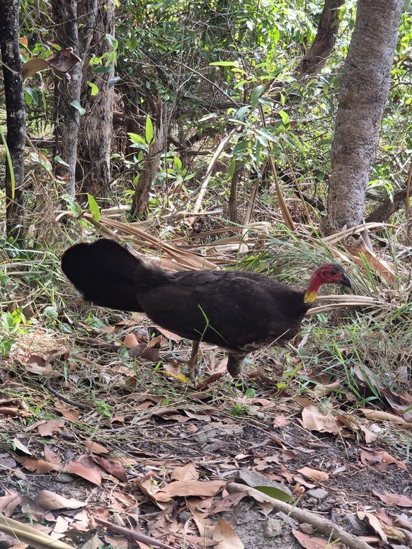 corinas bilder australien cute news