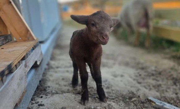 cute news tier schaf

https://www.reddit.com/r/sheep/comments/1rb6au5/potato_has_arrived_first_one_of_the_season/