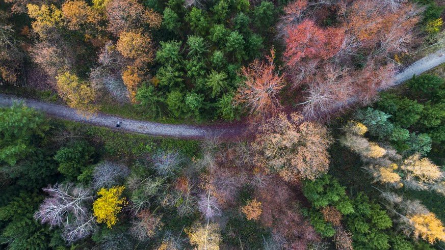 Zwei Personen gehen entlang eines Waldweges durch einen herbstlich verfaerbten Wald, aufgenommen mit einer Drohne am Sonntag, 27. November 2022 in Zuerich. (KEYSTONE/Michael Buholzer)
