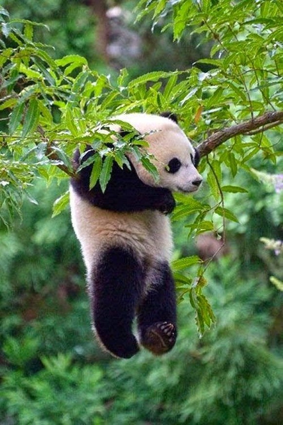 cute news tier panda

https://ch.pinterest.com/pin/360499145189329319/