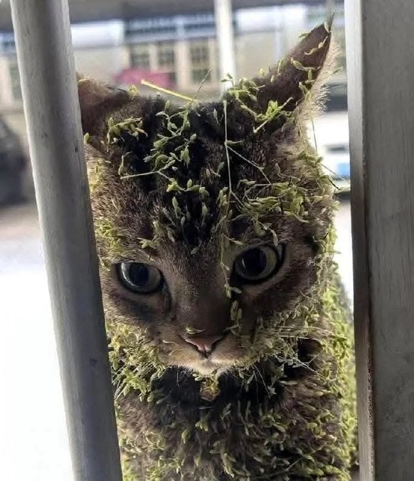 cute news tier katze

https://www.reddit.com/r/CatsBeingCats/comments/1imokkp/call_me_leaf_me_alone/
