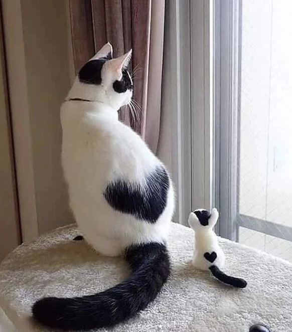 cute news tier katzen

https://www.instagram.com/p/CuAJu_cKTFT/?img_index=8