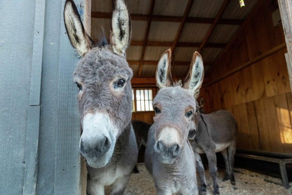 cute news tier esel

https://www.reddit.com/r/Donkeys/comments/1qqr0fr/lovely_family/