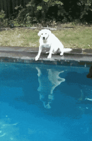GIF animé