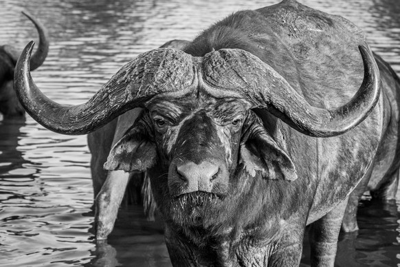 Buffalo, Syncerus caffer, black and white portrait of a buffalo bull. Londolozi Game Reserve,South Africa,Buffalo, Syncerus caffer, black and white portrait of a buffalo bull. PUBLICATIONxINxGERxSUIxA ...