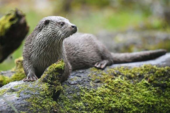 Fischotter Lulu am traditionellen Medien-Apero des Zoo Zuerich am Mittwoch, 20. November 2019. (KEYSTONE/Walter Bieri)