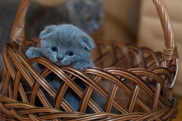 cute news animal tier katze cat

https://www.reddit.com/r/Animal/comments/sxmljg/meow_i_love_you/