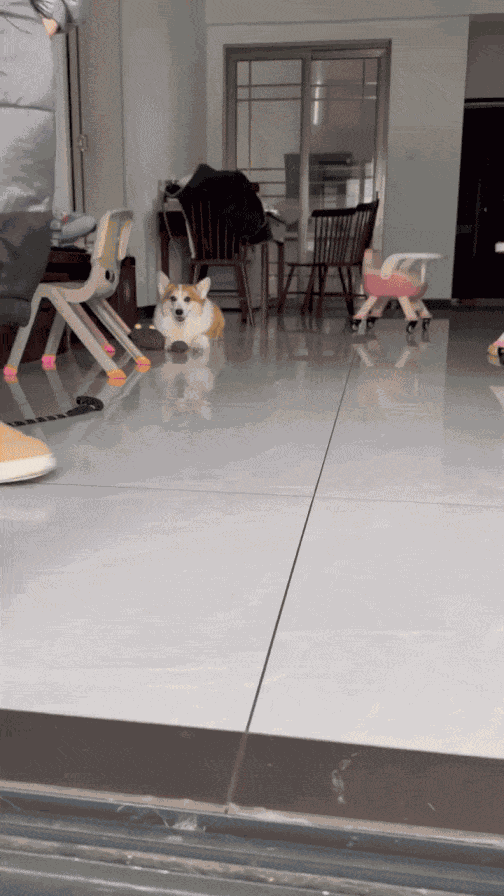 GIF animé