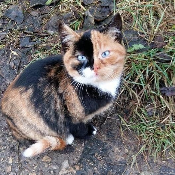 cute news animal tier katze cat

https://imgur.com/t/animals/IQQysUp