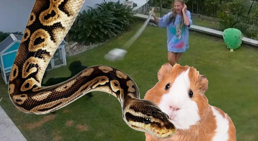 Ce python n'aurait jamais dû s'attaquer à Maxibon