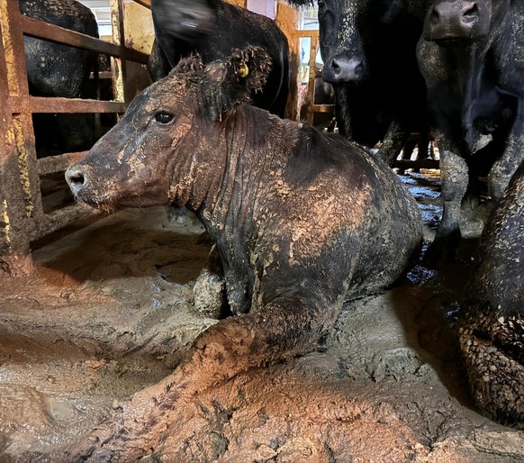 Une odeur nauséabonde au Cap entraîne une enquête de la part de la municipalité: un cargo rempli d&#039;animaux dans le port est à l&#039;origine de cette odeur.