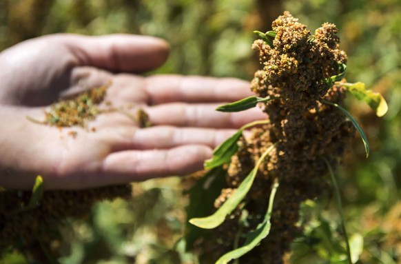 Le quinoa n&#039;est pratiquement pas cultivé en Suisse.