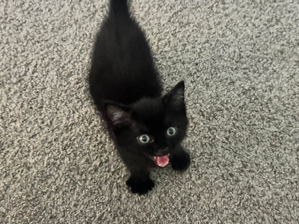 cute news tier katze

https://www.reddit.com/r/VoidCats/comments/1uj01pn/always_yellin/