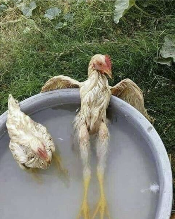 Lustige Tiere: Huhn im Bad