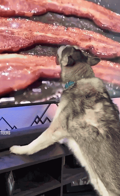 GIF animé