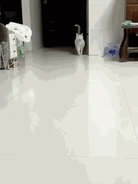 GIF animé