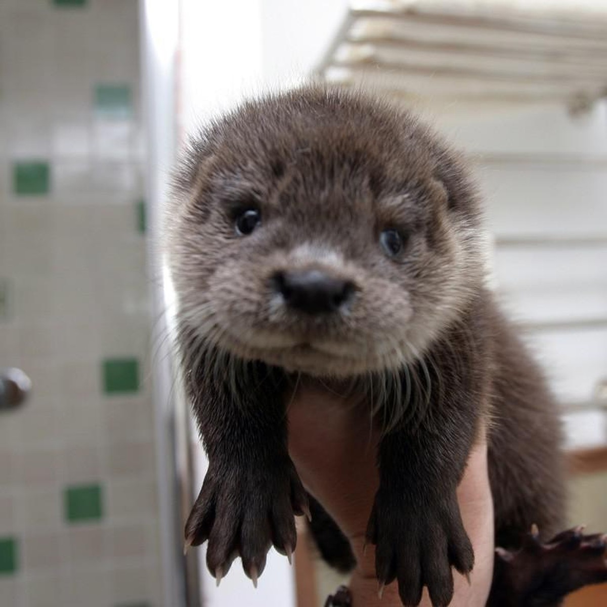 Vous n'avez jamais vu un bébé loutre aussi mignon, promis!