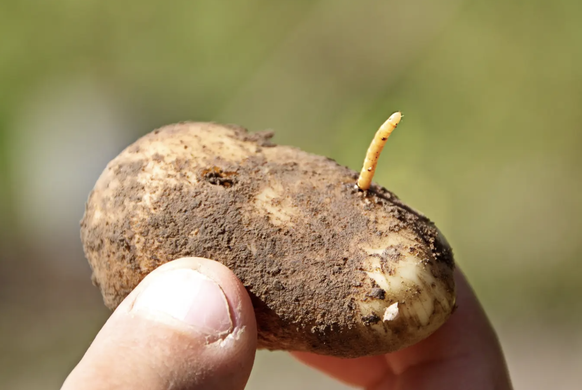 Pomme de terre infectée par le taupin