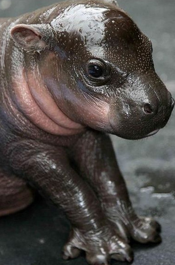 cute news tier hippo

https://www.pinterest.ch/pin/456552480955531998/